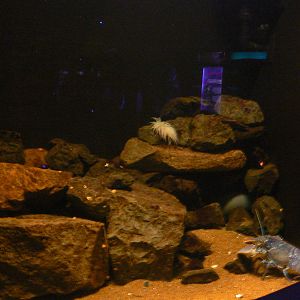 Common Lobster Tank