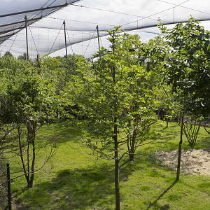 Okapi enclosure - Observation point
