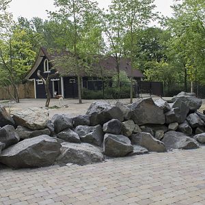 New Mhorr gazelle enclosure