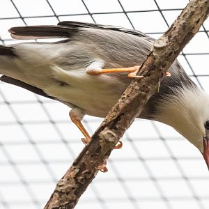Red-billed starling : Birdland : 19 Apr 2015