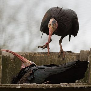 Northern bald ibis : Birdland : 19 Apr 2015