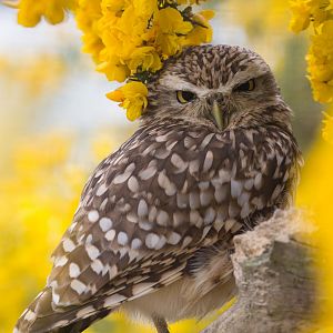 Burrowing owl : Birdland : 19 Apr 2015