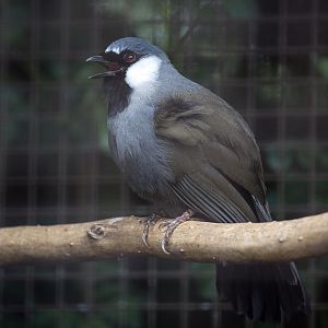 Black-throated laughingthrush : Birdland : 19 Apr 2015