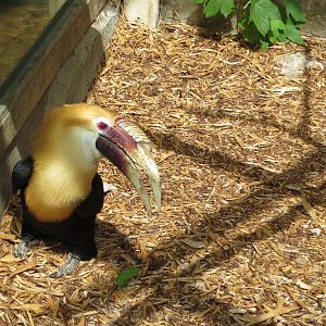 Blyth's Hornbill 060515