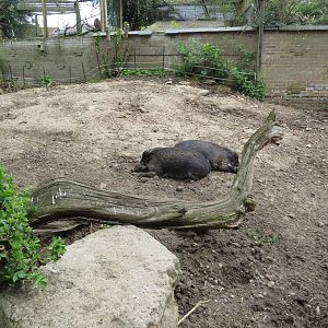 Visayan Warty Pigs 060515