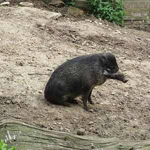 Visayan Warty Pig 060515