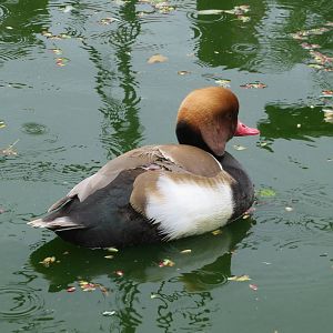 Red-crested Pochard 060515