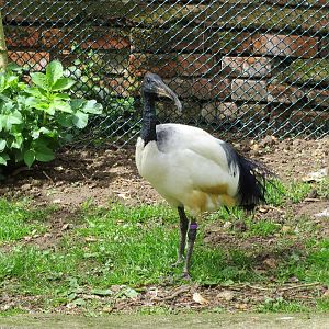 Sacred Ibis 060515