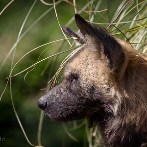 African wild dog : Port Lympne : 31 Mar 2015