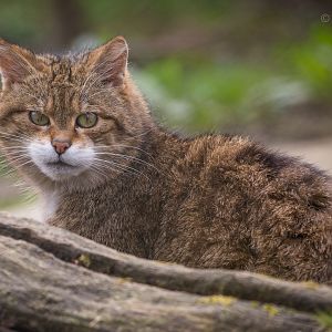 Scottish wildcat : Port Lympne : 30 Mar 2015