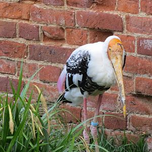 Painted Stork 060515