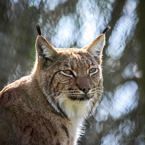 Carpathian lynx : Port Lympne : 31 Mar 2015