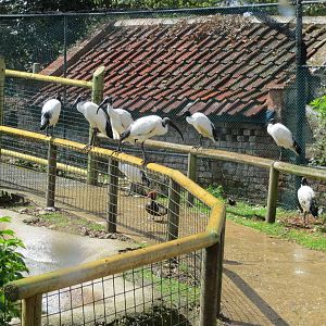 Sacred Ibises 060515