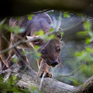 Fosa / fossa : Port Lympne : 31 Mar 2015