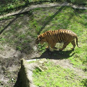 Sumatran Tiger 060515