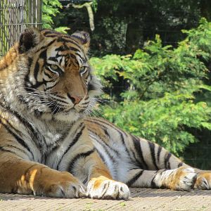 Sumatran Tiger 060515