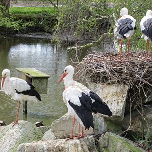 White Storks 060515
