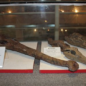 crocodylian skulls