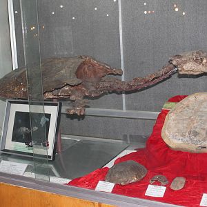 Nanhsiungchelys wuchingensis