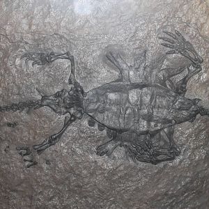 Odontochelys semitestacea