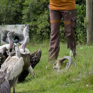 Vultures at the bird show