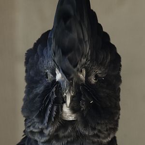 Red-tailed black (Banksian) cockatoo