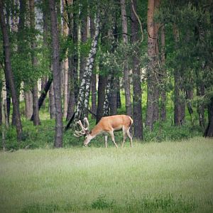 Red Deer (?)