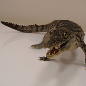 Nile crocodile taxidermy