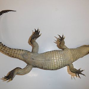 Nile crocodile taxidermy - bottom view