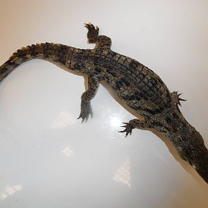 Nile crocodile taxidermy - top view