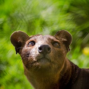 Fosa / fossa : Port Lympne : 31 Mar 2015