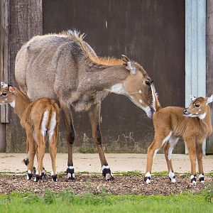Nilgai : Whipsnade : 29 May 2015