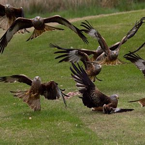 Red kites at gigrin farm