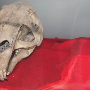 rodent skulls (Capybara and House Mouse)