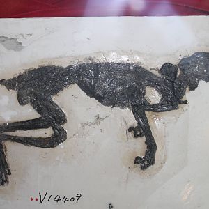 Oriensciurus linquensis