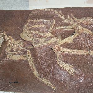 Archaeolambda tabiensis