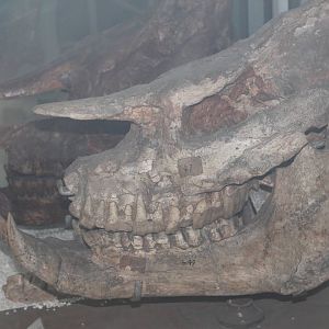 Chilotherium sp.