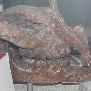 Gigantamynodon giganteus