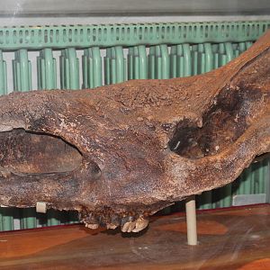 Coelodonta antiquitatis