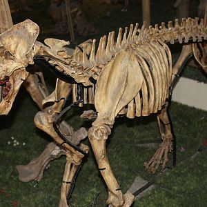 sabretooth cat (Xenosmilus hodsonae)