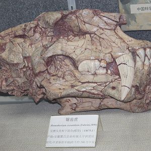 sabretooth cat (Homotherium crenatidens)