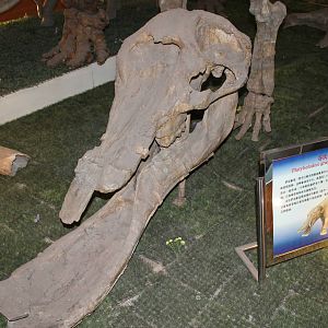 Platybelodon grangeri