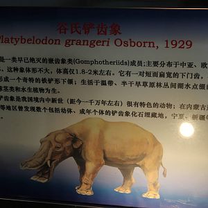 signage example (for Platybelodon grangeri)