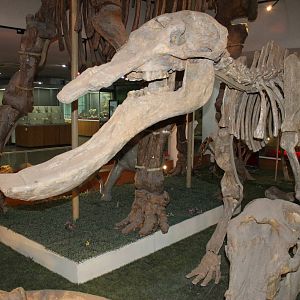 Platybelodon grangeri