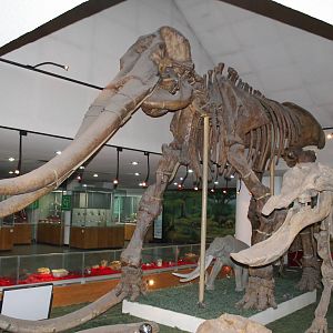 Stegodon huanghoensis