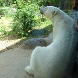Anana sitting by window