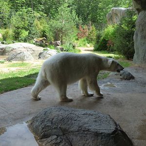Polar Bear Exhibit - Cave Area