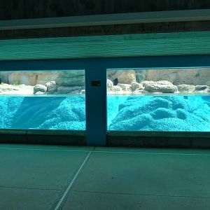 Polar Bear Exhibit - Underwater Viewing