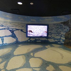 Polar Bear Exhibit - New Section