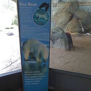 Polar Bear Exhibit
